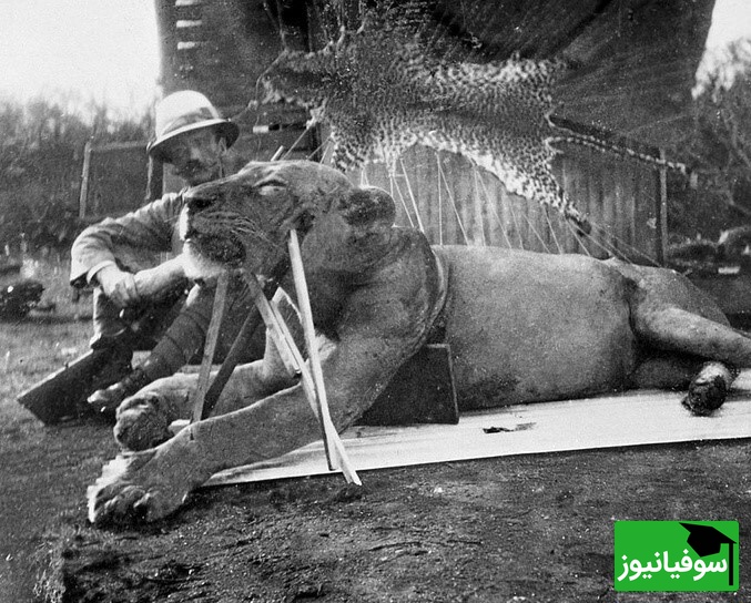 (تصاویر) کشف باورنکردنی در تاریخ طبیعت/ بقایای انسان در دهان دو شیر آدمخوار