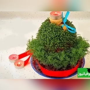 آموزش مرحله‌به‌مرحله کاشت سبزه شاهی روی کوزه؛ سبزه عید خاص و متفاوت بساز!+ ویدئو
