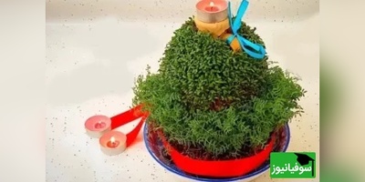 آموزش مرحله‌به‌مرحله کاشت سبزه شاهی روی کوزه؛ سبزه عید خاص و متفاوت بساز!+ ویدئو