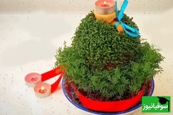 آموزش مرحله‌به‌مرحله کاشت سبزه شاهی روی کوزه؛ سبزه عید خاص و متفاوت بساز!+ ویدئو