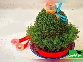 آموزش مرحله‌به‌مرحله کاشت سبزه شاهی روی کوزه؛ سبزه عید خاص و متفاوت بساز!+ ویدئو