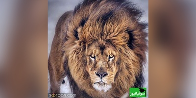 (ویدیو) مستند حیات وحش/ اولین عبور توله‌شیرها از رودخانه؛ نمایشی از غریزه مادری در حیات‌وحش