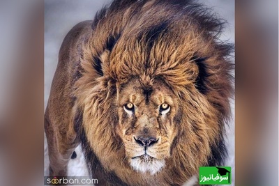 (ویدیو) مستند حیات وحش/ اولین عبور توله‌شیرها از رودخانه؛ نمایشی از غریزه مادری در حیات‌وحش