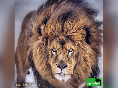 (ویدیو) مستند حیات وحش/ اولین عبور توله‌شیرها از رودخانه؛ نمایشی از غریزه مادری در حیات‌وحش