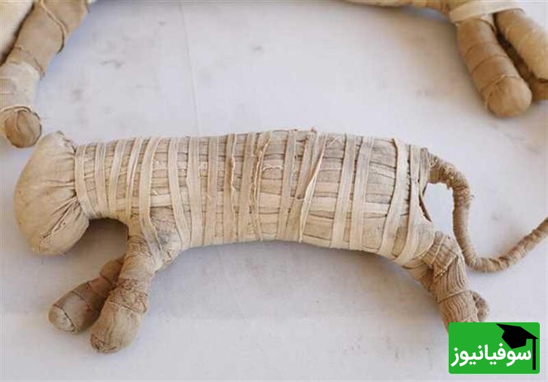 (عکس) کشف بی‌سابقه در مصر؛ 8 میلیون مومیایی حیوان در یک قبرستان باستانی