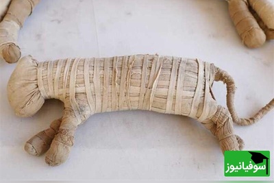 (عکس) کشف بی‌سابقه در مصر؛ 8 میلیون مومیایی حیوان در یک قبرستان باستانی