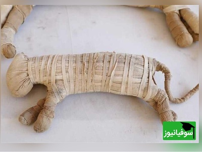 (عکس) کشف بی‌سابقه در مصر؛ 8 میلیون مومیایی حیوان در یک قبرستان باستانی