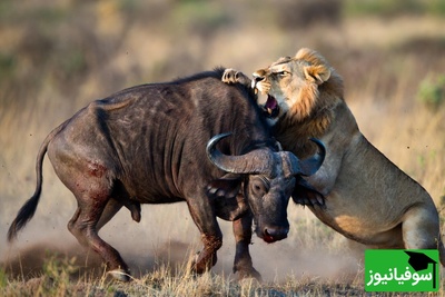 قانون جنگل؛ مستند حیات وحش/صحنه‌ای نفس‌گیر از نبرد شیر و گاو در بیشه زار +فیلم