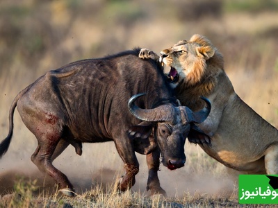 قانون جنگل؛ مستند حیات وحش/صحنه‌ای نفس‌گیر از نبرد شیر و گاو در بیشه زار +فیلم
