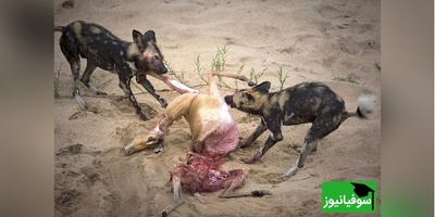 (ویدئو) ویژه علاقه مندان به مستند حیات وحش حیوانات/راز بقا، این داستان: حمله وحشیانه و ناجوانمردانه کفتارها به غزال تیزپا