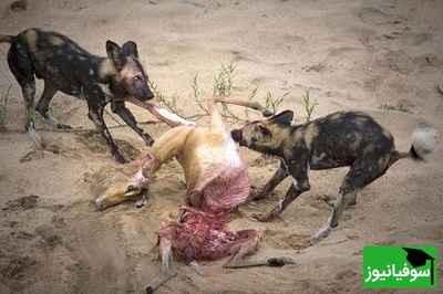 (ویدئو) ویژه علاقه مندان به مستند حیات وحش حیوانات/راز بقا، این داستان: حمله وحشیانه و ناجوانمردانه کفتارها به غزال تیزپا