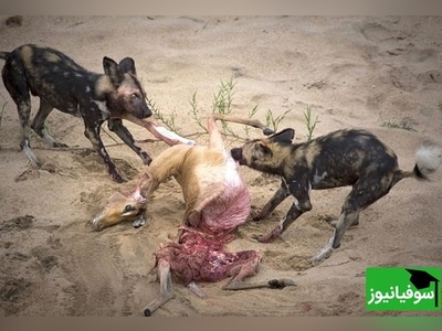 (ویدئو) ویژه علاقه مندان به مستند حیات وحش حیوانات/راز بقا، این داستان: حمله وحشیانه و ناجوانمردانه کفتارها به غزال تیزپا