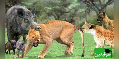 (ویدئو) مستند حیات وحش حیوانات/ راز بقا؛ این داستان: نبرد نفس‌گیر کفتار و گراز وحشی