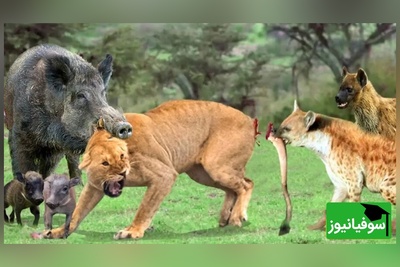 (ویدئو) مستند حیات وحش حیوانات/ راز بقا؛ این داستان: نبرد نفس‌گیر کفتار و گراز وحشی