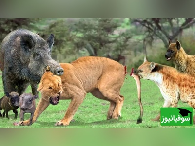 (ویدئو) مستند حیات وحش حیوانات/ راز بقا؛ این داستان: نبرد نفس‌گیر کفتار و گراز وحشی