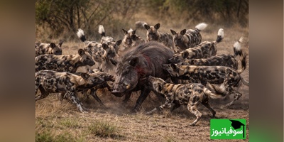 (ویدئو) ویژه علاقه‌مندان به مستند حیات وحش / راز بقا: شماها همه من تنها/ارتش تک نفره به سبک گُراز