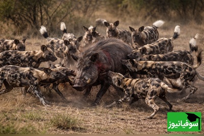 (ویدئو) ویژه علاقه‌مندان به مستند حیات وحش / راز بقا: شماها همه من تنها/ارتش تک نفره به سبک گُراز