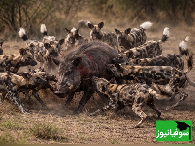 (ویدئو) ویژه علاقه‌مندان به مستند حیات وحش / راز بقا: شماها همه من تنها/ارتش تک نفره به سبک گُراز