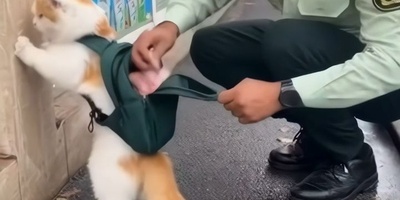 بازدید میلیونی عملیات بازداشت یک گربه خلافکار؛ صحنه‌ای که همه را شوکه و خندان کرد🤣
