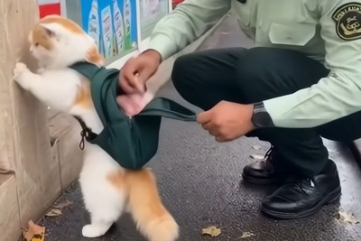 بازدید میلیونی عملیات بازداشت یک گربه خلافکار؛ صحنه‌ای که همه را شوکه و خندان کرد🤣