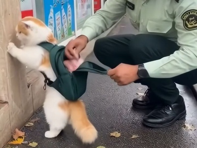 بازدید میلیونی عملیات بازداشت یک گربه خلافکار؛ صحنه‌ای که همه را شوکه و خندان کرد🤣