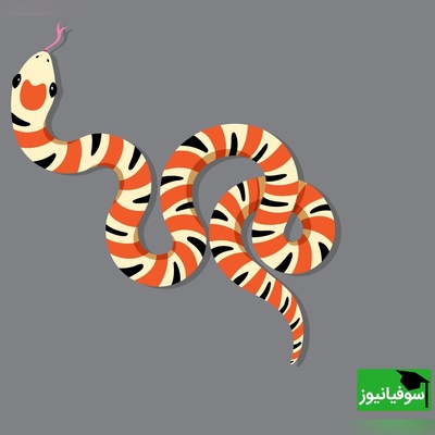 اگر مار رو پیدا کردی، IQ ات بالاست! 🐍