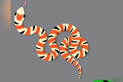 اگر مار رو پیدا کردی، IQ ات بالاست! 🐍