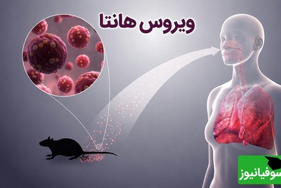همه چیز درباره ویروس جدید هانتا؛ چقدر خطرناک است؟ + راه‌های انتقال و پیشگیری