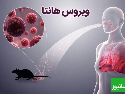 همه چیز درباره ویروس جدید هانتا؛ چقدر خطرناک است؟ + راه‌های انتقال و پیشگیری