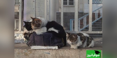 پایان این کلیپ از شروعش قشنگ تره/ بچه گربه ای که با اعتماد به مادرش لحظه ای عاشقانه ساخت🐾+ ویدئو