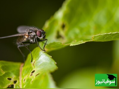 (ویدئو) برنده مسابقه فیلم‌برداری میکروسکوپی نیکون 2024/ تصاویری شگفت‌انگیز از رشد جنین مگس میوه