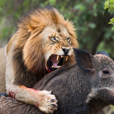 (ویدئو) مستند حیات وحش حیوانات/ ماجرای امروز راز بقا: از آرامش تا وحشت در یک پلک‌زدن؛ سرنوشت گراز مقابل شیر