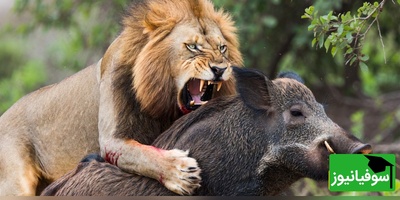 (ویدئو) مستند حیات وحش حیوانات/ ماجرای امروز راز بقا: از آرامش تا وحشت در یک پلک‌زدن؛ سرنوشت گراز مقابل شیر