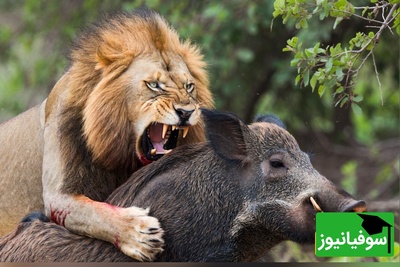 (ویدئو) مستند حیات وحش حیوانات/ ماجرای امروز راز بقا: از آرامش تا وحشت در یک پلک‌زدن؛ سرنوشت گراز مقابل شیر