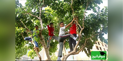 زنگ خلاقیت/ ابتکار  خنده‌دار پدر ایرانی در چیدن توت حماسه ای ساخت بین المللی😂