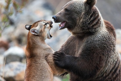 مستند حیات وحش/ رازبقا/ نبرد هولناک شیر کوهی و خرس گریزلی در ارتفاعات+فیلم