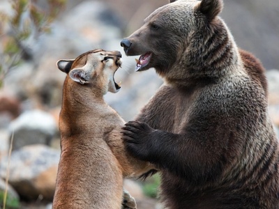 مستند حیات وحش/ رازبقا/ نبرد هولناک شیر کوهی و خرس گریزلی در ارتفاعات+فیلم