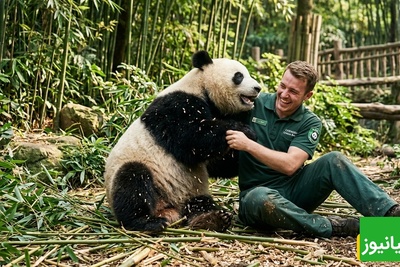 قانون جنگل؛ مستند حیات وحش/ نبرد تن به تن پانداهای پشمالو و انسان در قلمرو بامبوها +فیلم
