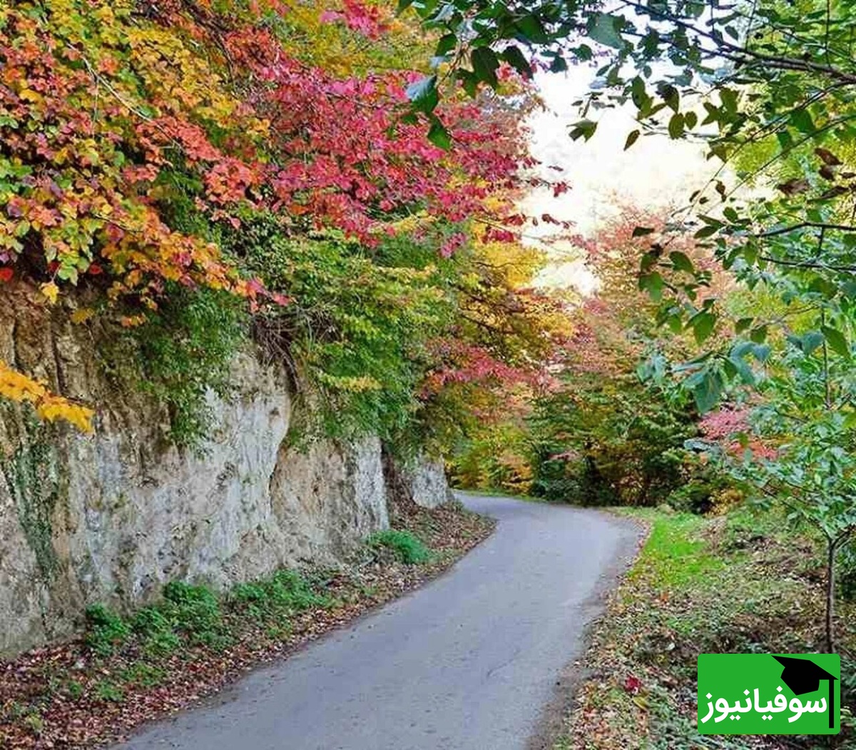 جنگل نقلهبر