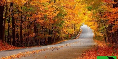 جنگل نقله بر؛ دل انگیزترین و زیباترین جنگل گیلان برای سفر پاییزی/ اگه این جنگل رو نبینی، نصف عمرت برفنا رفته+ ویدیو