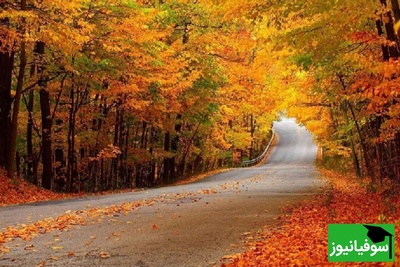 جنگل نقله بر؛ دل انگیزترین و زیباترین جنگل گیلان برای سفر پاییزی/ اگه این جنگل رو نبینی، نصف عمرت برفنا رفته+ ویدیو