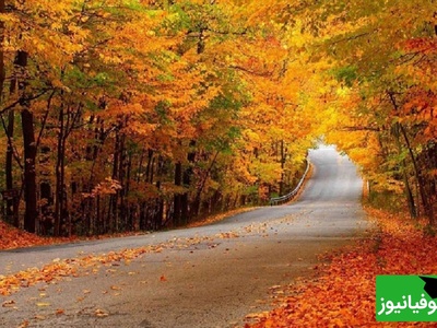 جنگل نقله بر؛ دل انگیزترین و زیباترین جنگل گیلان برای سفر پاییزی/ اگه این جنگل رو نبینی، نصف عمرت برفنا رفته+ ویدیو