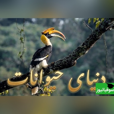 (ویدیو) مستند حیات وحش/ رازبقا، این داستان: عاشقانه‌ای در مرز مرگ و زندگی؛ اگر پرنده نر برنگردد، همسرش زنده زنده دفن می‌شود!