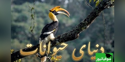(ویدیو) مستند حیات وحش/ رازبقا، این داستان: عاشقانه‌ای در مرز مرگ و زندگی؛ اگر پرنده نر برنگردد، همسرش زنده زنده دفن می‌شود!