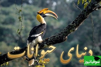 (ویدیو) مستند حیات وحش/ رازبقا، این داستان: عاشقانه‌ای در مرز مرگ و زندگی؛ اگر پرنده نر برنگردد، همسرش زنده زنده دفن می‌شود!