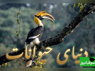 (ویدیو) مستند حیات وحش/ رازبقا، این داستان: عاشقانه‌ای در مرز مرگ و زندگی؛ اگر پرنده نر برنگردد، همسرش زنده زنده دفن می‌شود!