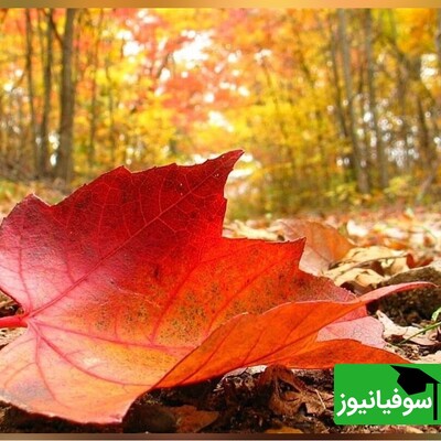 بازی فکری؛ اگه با هوشت تاخت و تاز میکنی زیر 6 ثانیه 8 تا برگ متفاوت رو پیدا کن