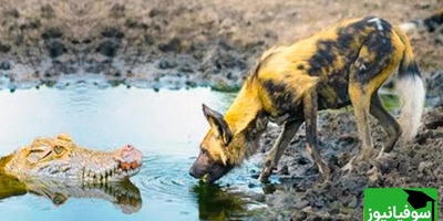 (ویدئو) مستند حیات وحش حیوانات/ راز بقا، نبرد تمساح و سگ نگهبان