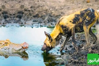 (ویدئو) مستند حیات وحش حیوانات/ راز بقا، نبرد تمساح و سگ نگهبان