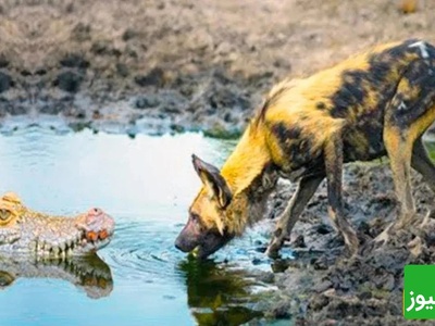 (ویدئو) مستند حیات وحش حیوانات/ راز بقا، نبرد تمساح و سگ نگهبان